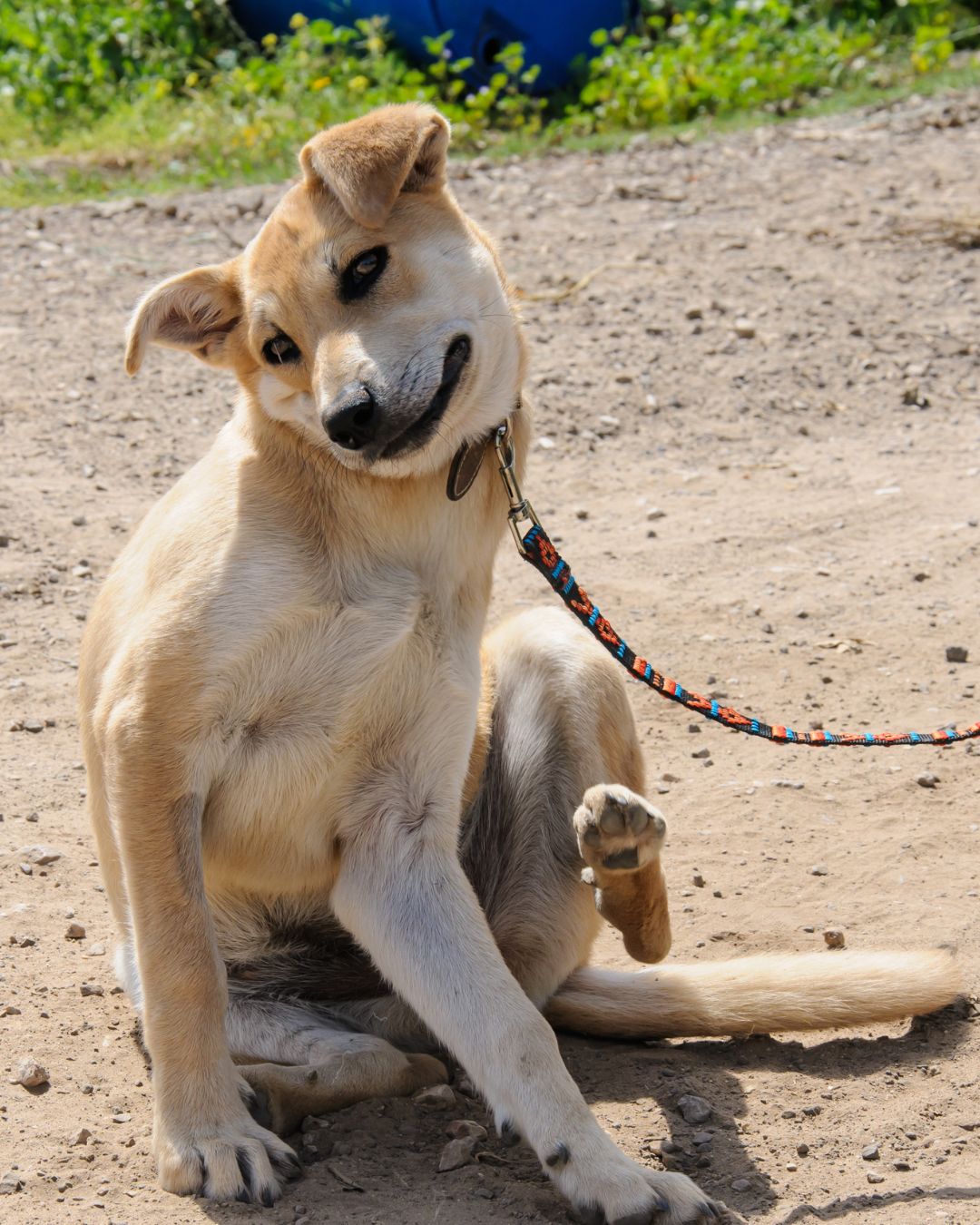 Tips for successful grooming sessions