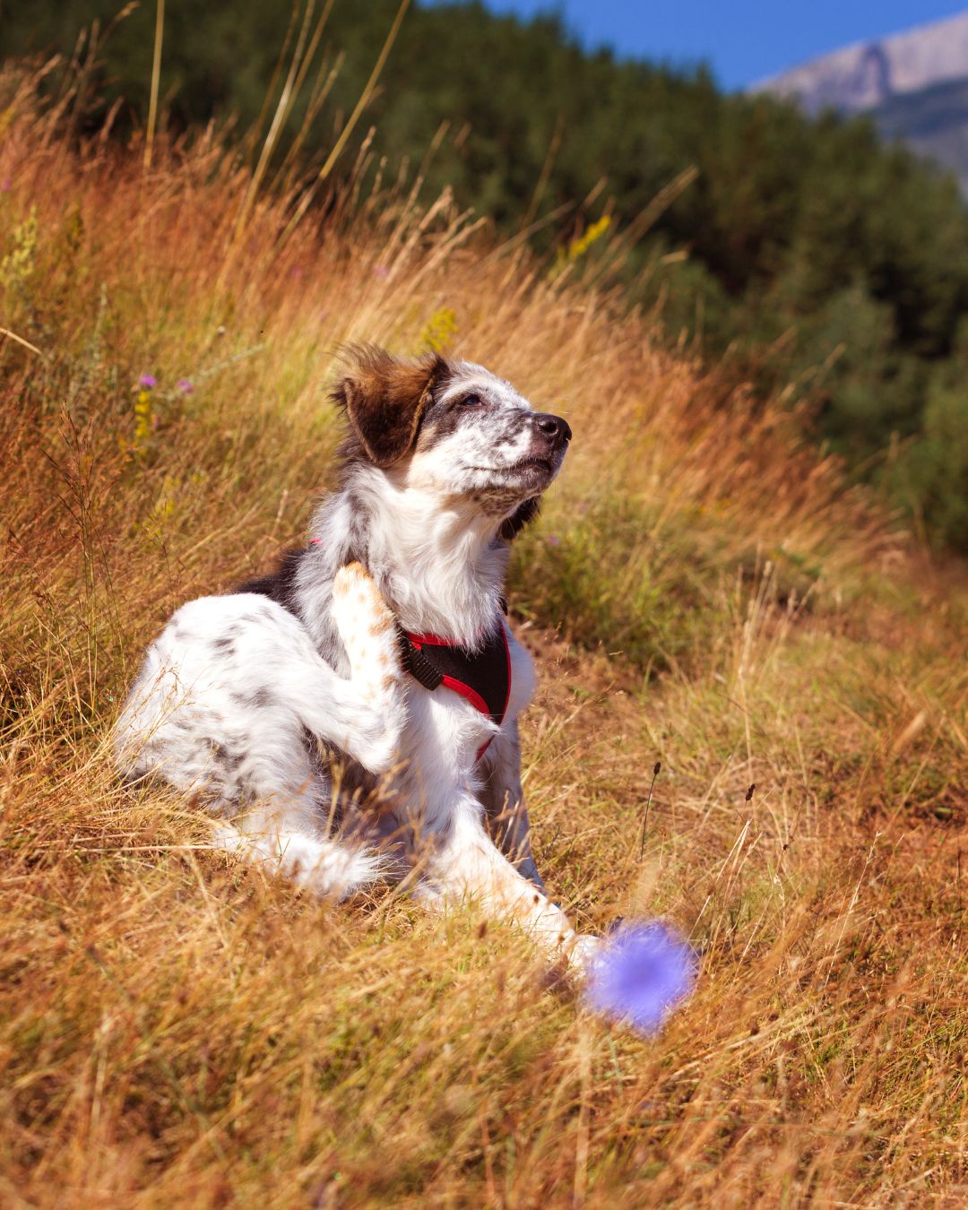 Common mistakes to avoid when exercising with pets