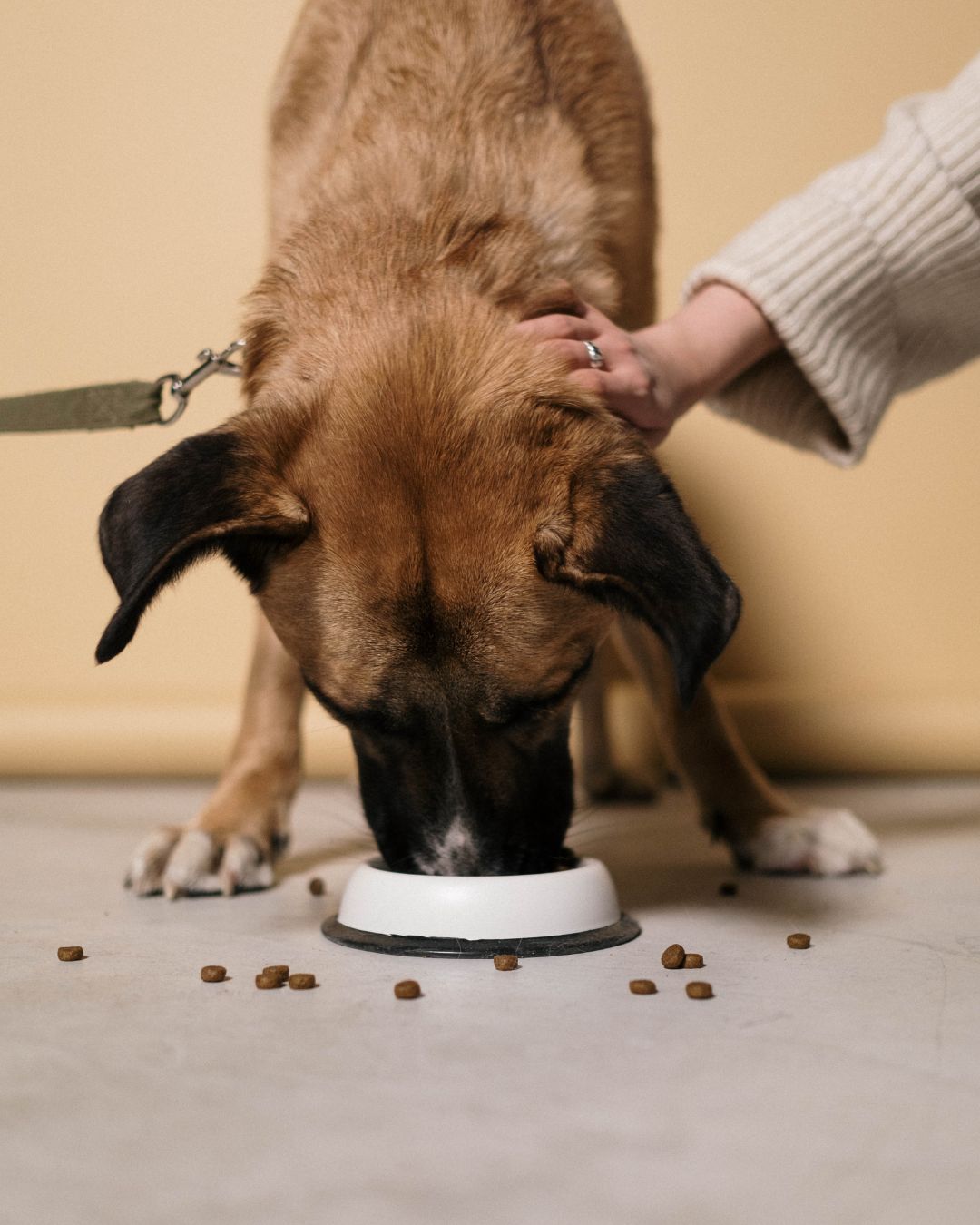 Benefits of a balanced diet for pet health