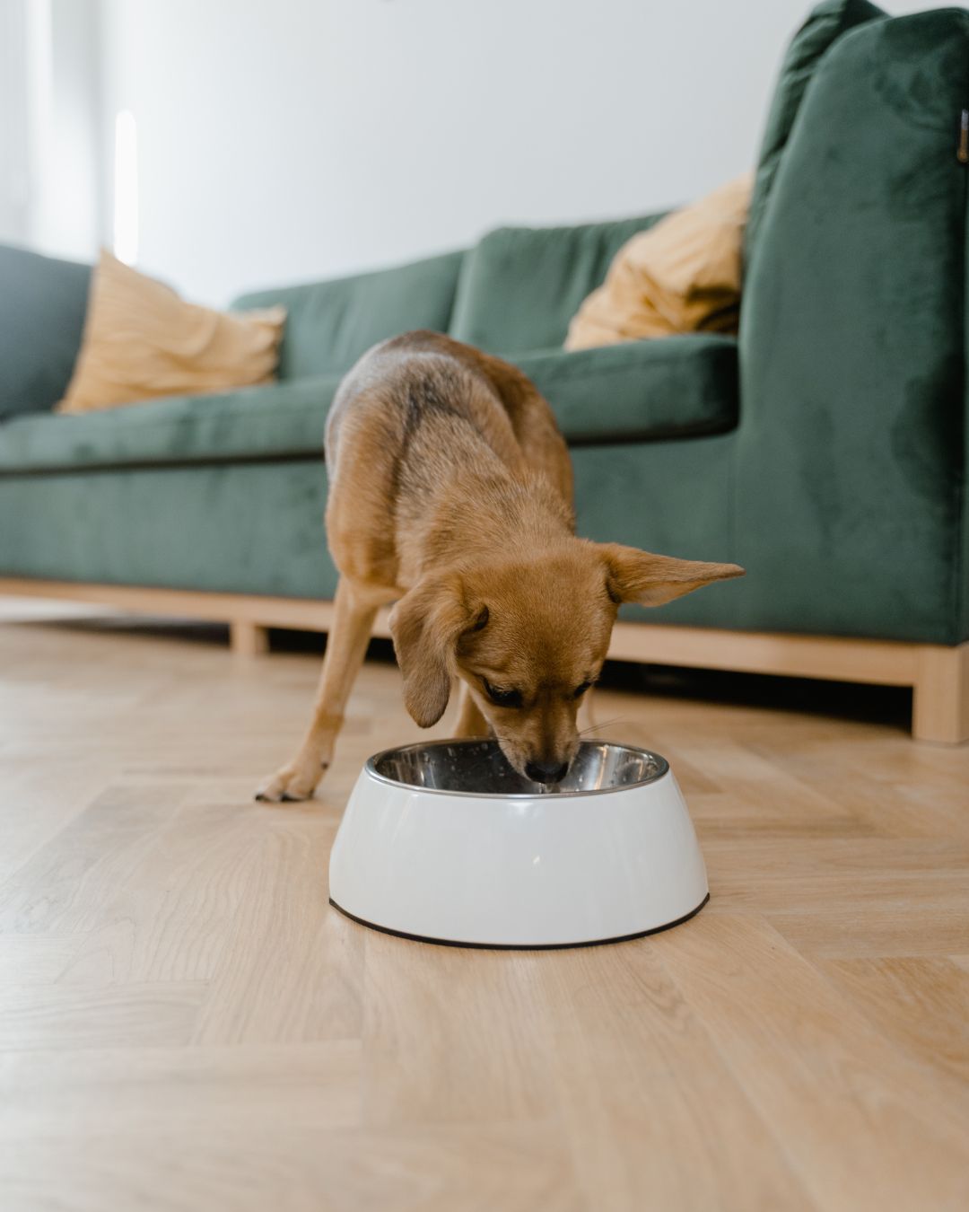 Treatment options for addressing digestive issues in pets