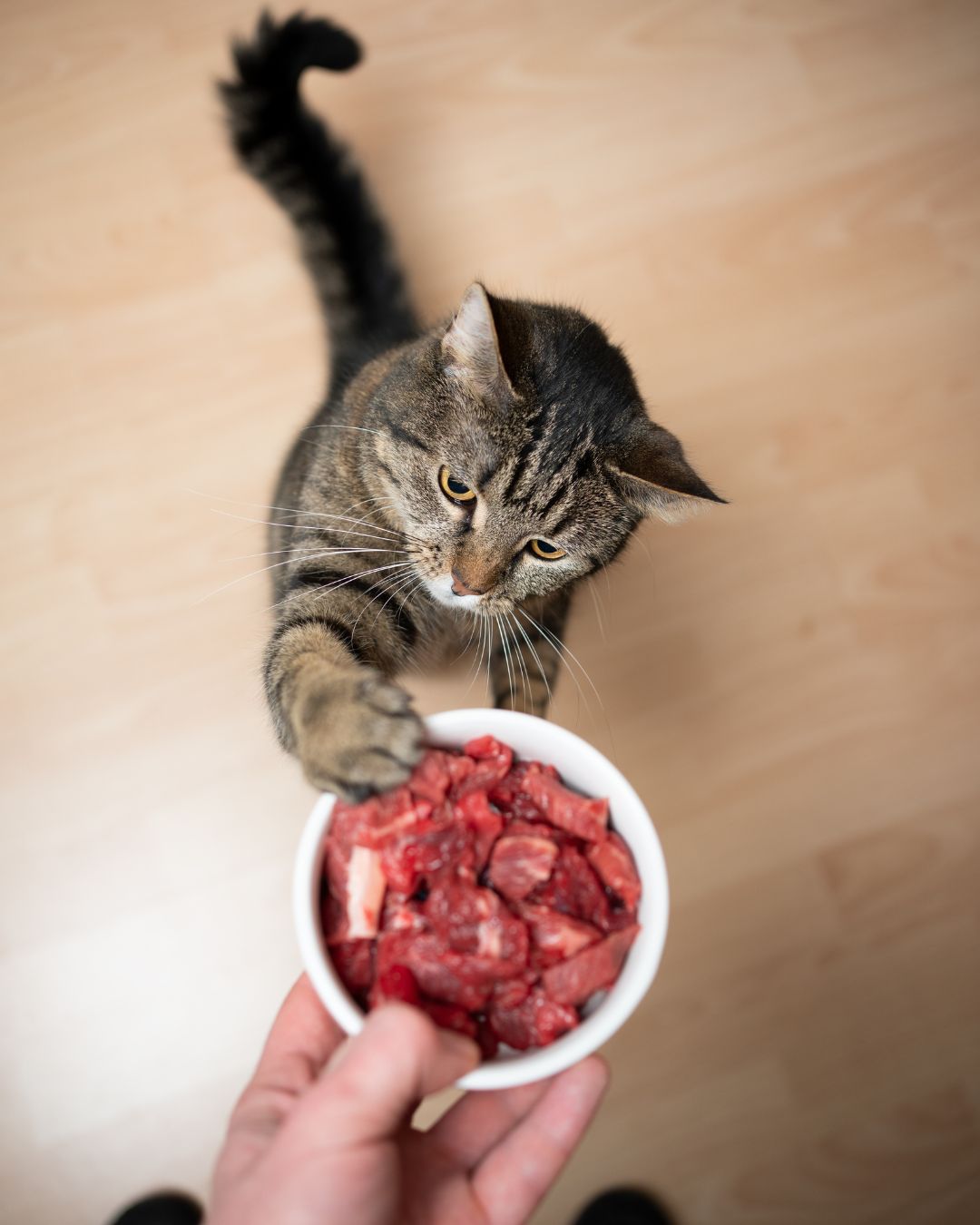 Signs of poor nutrition in pets